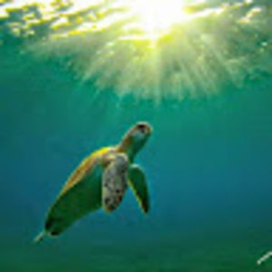 Meet your Posher, Louis